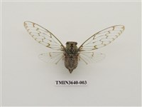 藏品(渡邊幽蟬)的圖片